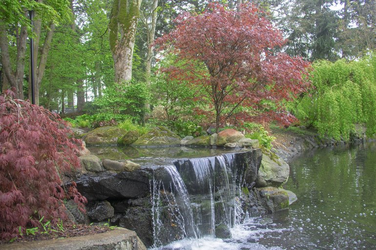 Red Leaf Maple trees and soothing waterfalls.