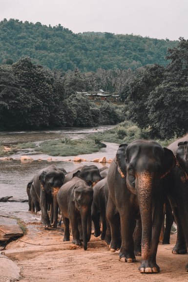 Sri Lankan Elephants in the Kandi 