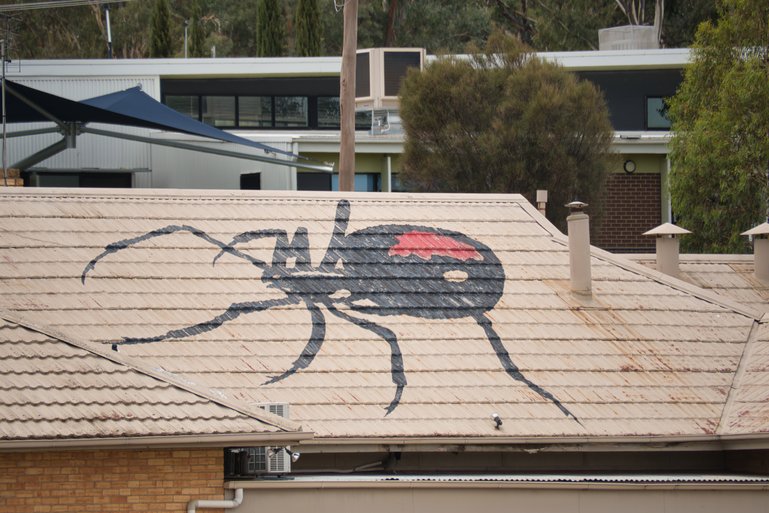 On the roof of the Wedderburn Redbacks Football Club.