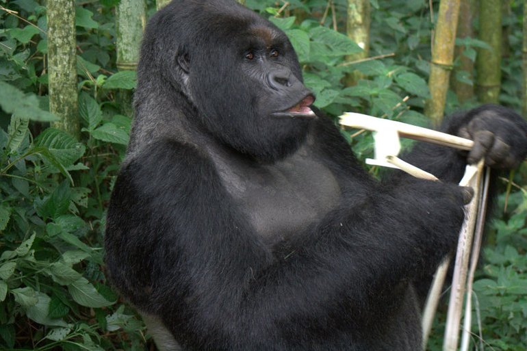 Bwindi National Park Gorilla