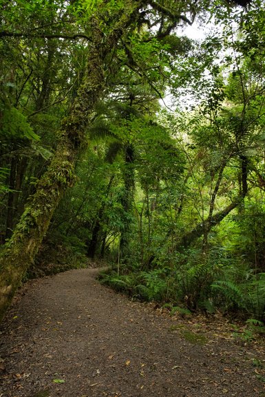 A great track takes you to and from McLaren Falls Waterfall