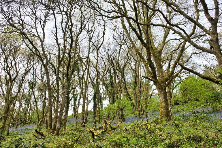 Walking through the walks with bluebells and birdsong