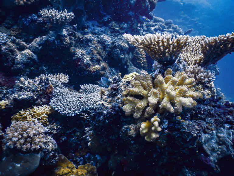 Scuba Diving at The Great Barrier Reef