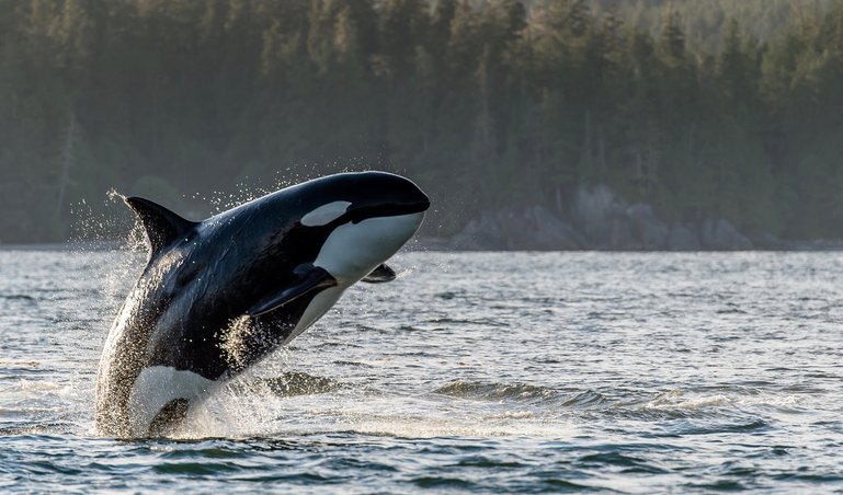 Tofino Whale Watching