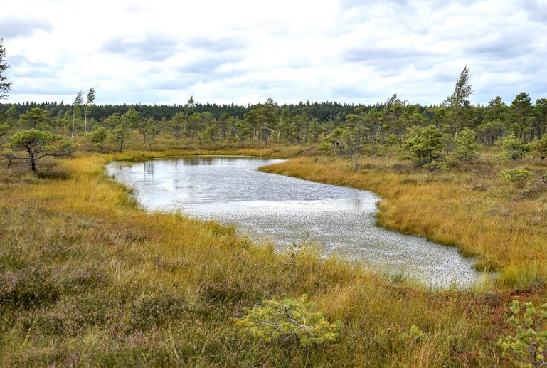 The Great Kemeri Bog