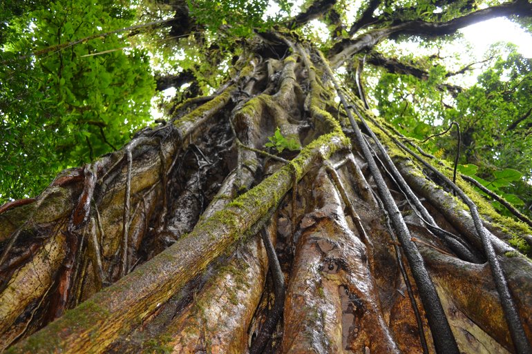 The Cloud Forest of Monteverde, Costa Rica