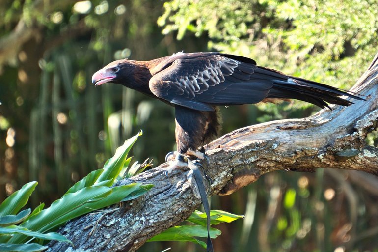 The Wedge-tailed Eagle, which flies over your head during the show