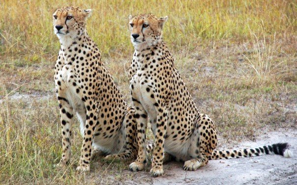 Cheetah in Serengeti National Park