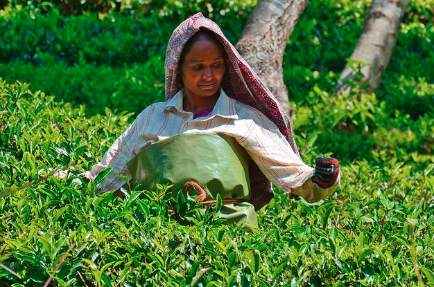 Tea Plantation, Assam