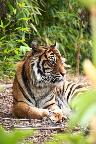The Sumatran Tiger at Adelaide Zoo