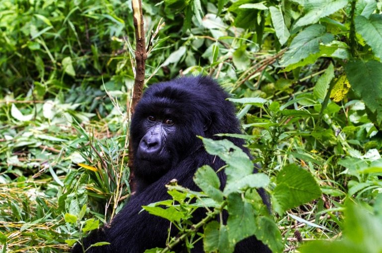 Gorillas courtesy to Route wild guide