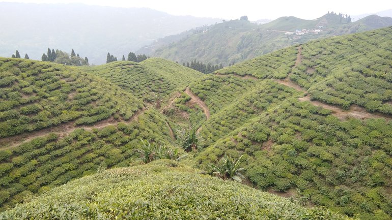 An endless horizon of tea