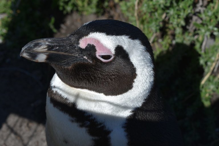 African penguin in Bettys Bay