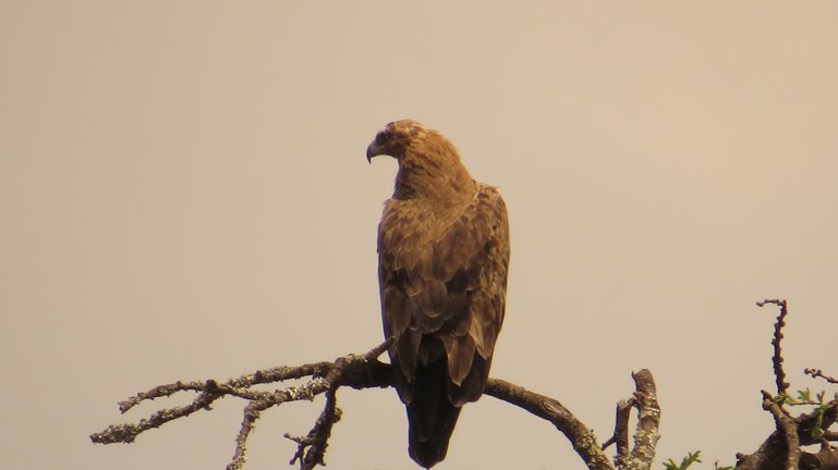 Tawny Eagle