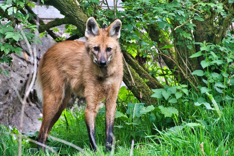 Maned Wolf amongst the bush