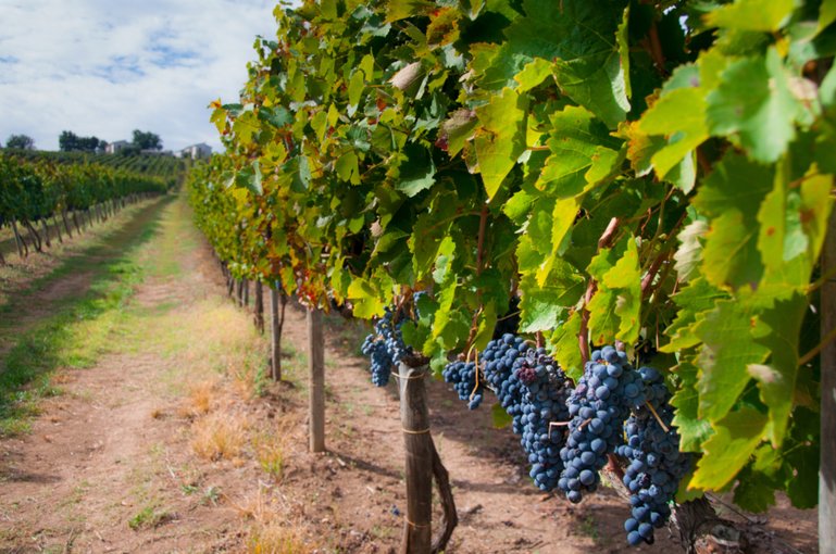 Red Grapes, Italy Vineyards