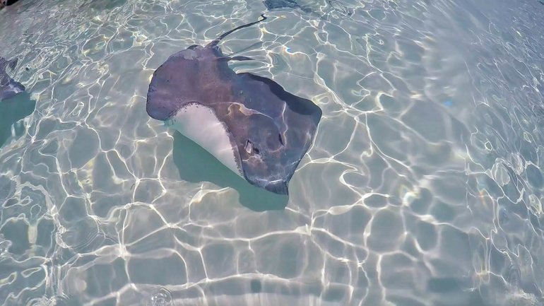 Swimming with stingrays