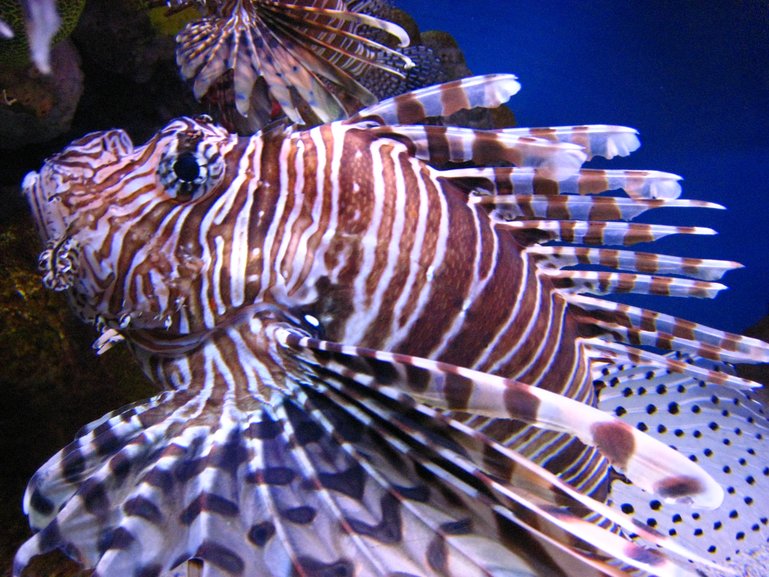 New England Aquarium