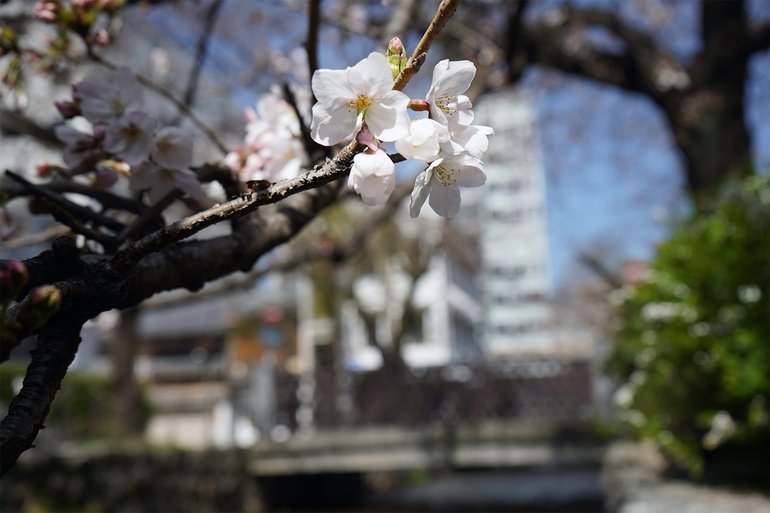 Cherry Blossoms at Takase River in Kyoto, Japan