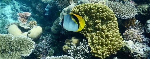 Scuba Diving at The Great Barrier Reef