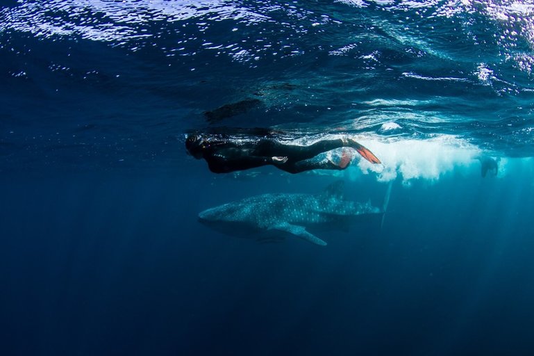 Simone and a whale shark 