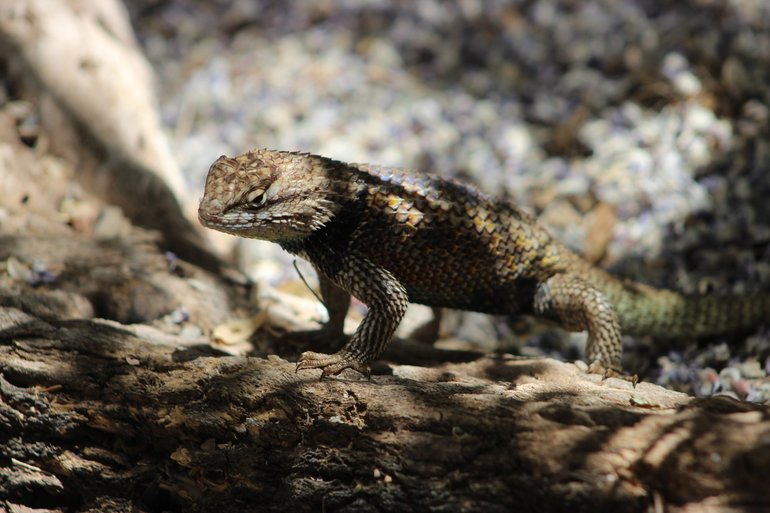 Desert Spiny Lizard