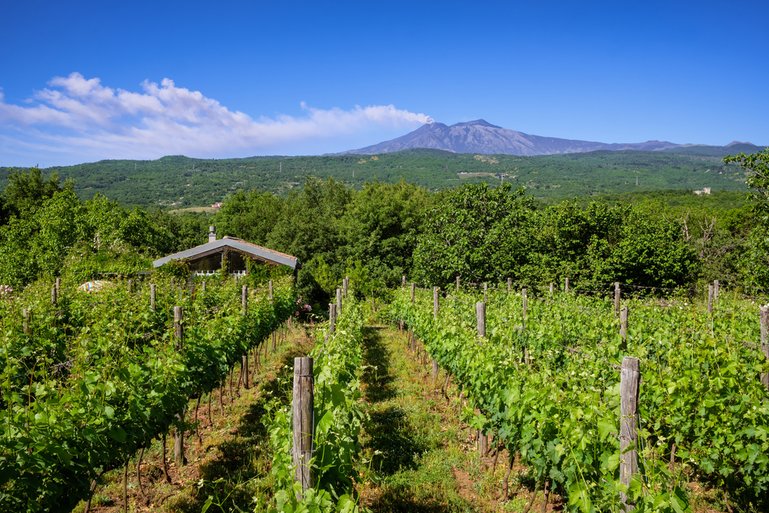 Sicilian Vineyards with Etna Volcano at Background
