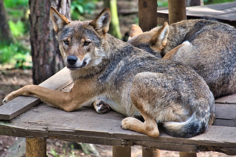 Sleeping wolves on their platform close to our viewing platform but still curious about all the humans around