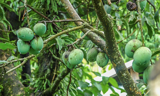 The Mango Tree