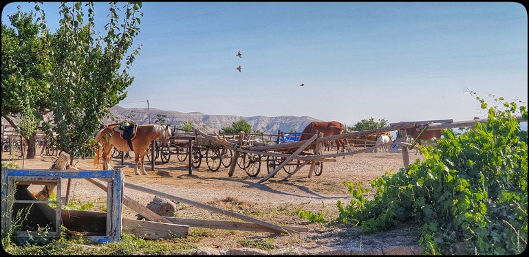 Cappadocia, Land of Beautiful Horses 