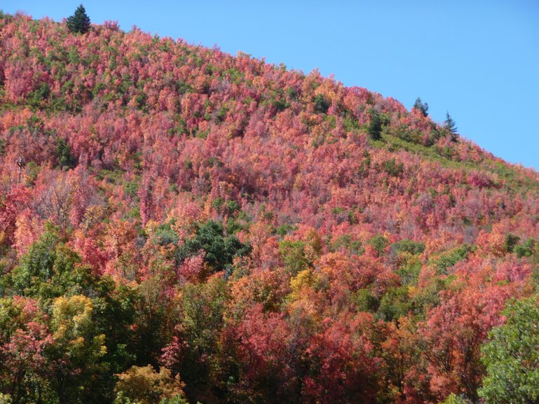 Snake Creek  Canyon