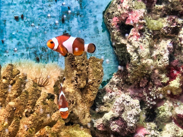 It wouldn't be an aquarium without Clown Fish to entertain