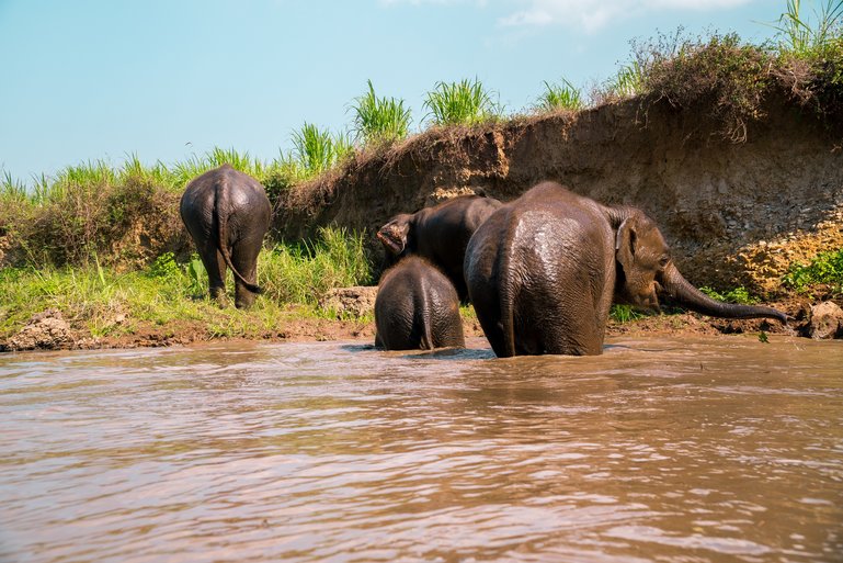 ELEPHANTS