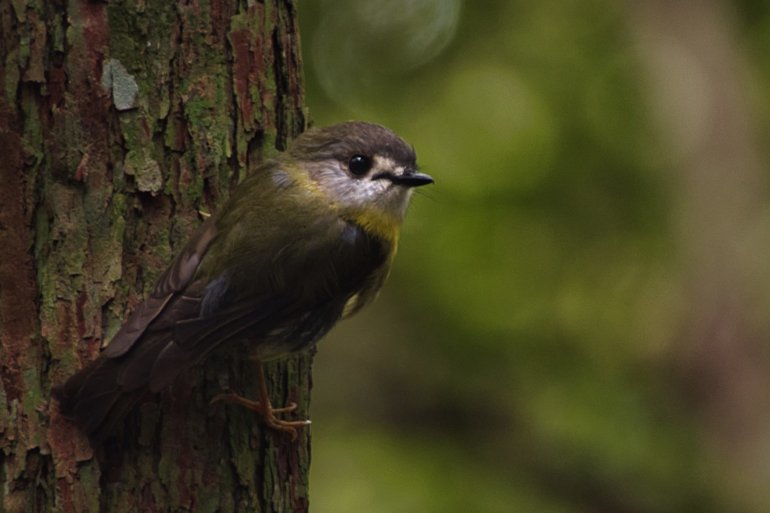 The pale-yellow Robin darting amongst the trees