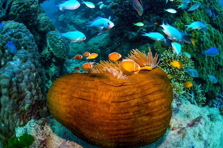 Hastings Reef