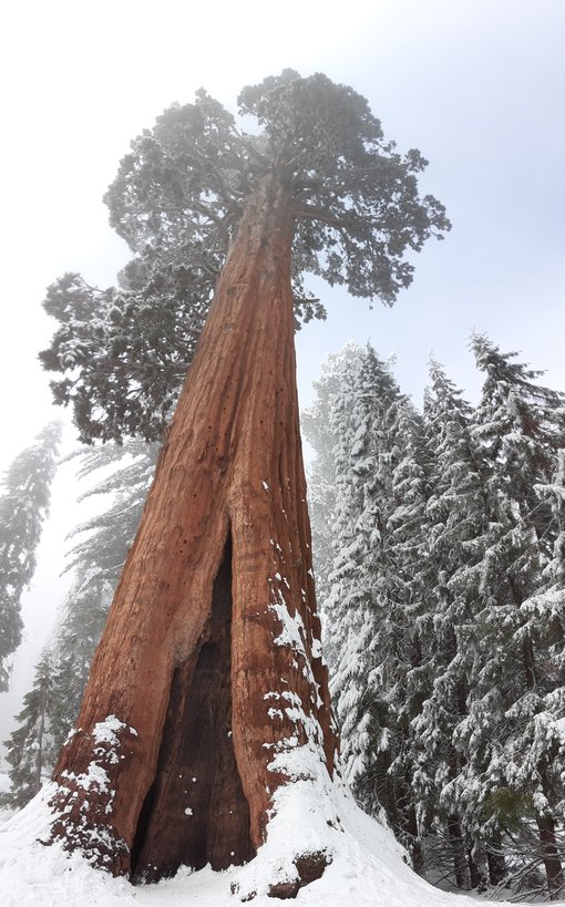 Visiting Sequoia National Park in Winter