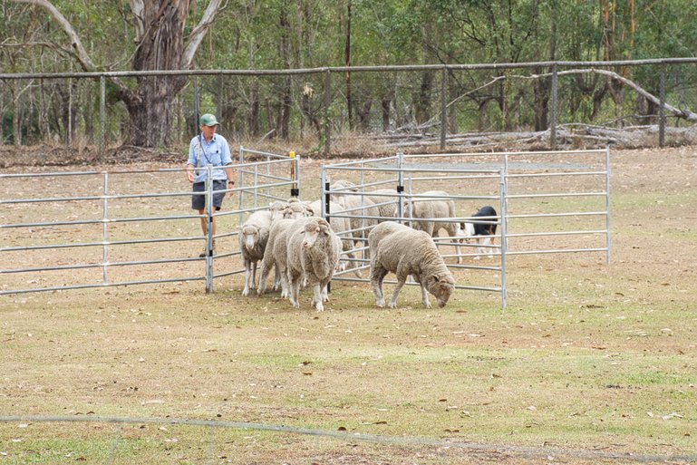 The Border Collie was showing how he can manoeuvre the sheep through the gates