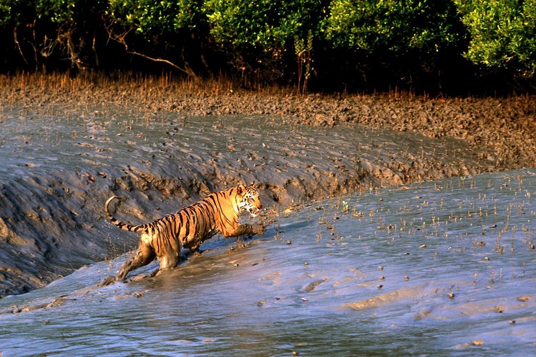 Picture Source- Wikipedia