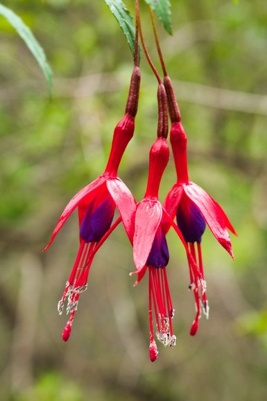 Flowers are still out in winter as you can see from this Fuchsia