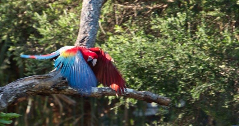 The Macaw in flight during the show