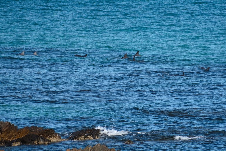 You may even see a pod of dolphins as you walk along
