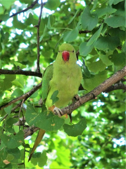 Parrot in St.James's Park, London