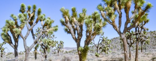 One Day in Joshua Tree National Park Guide