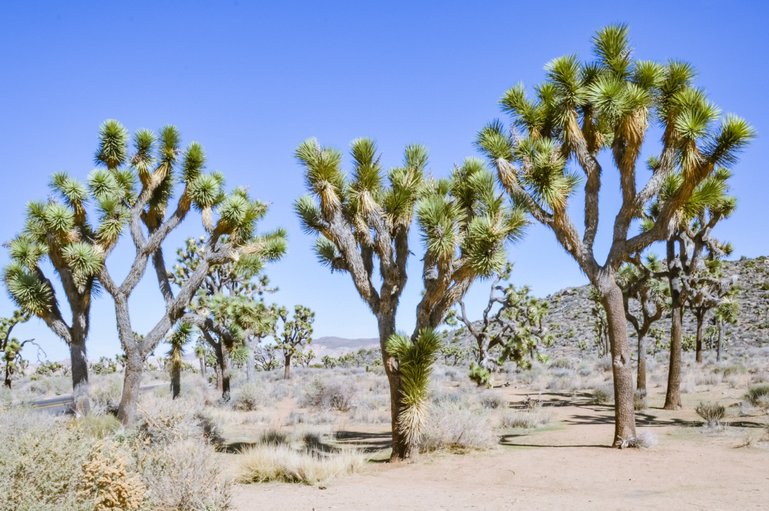 The Joshua Tree