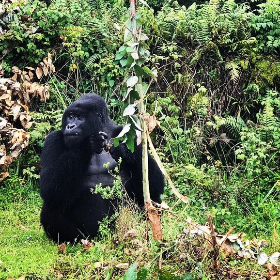 Gorilla trekking in Uganda