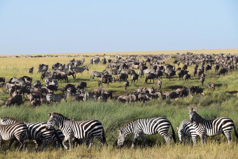 Though it seasonal, the Wildebeest herd in Between the Serengeti and Ngorongoro