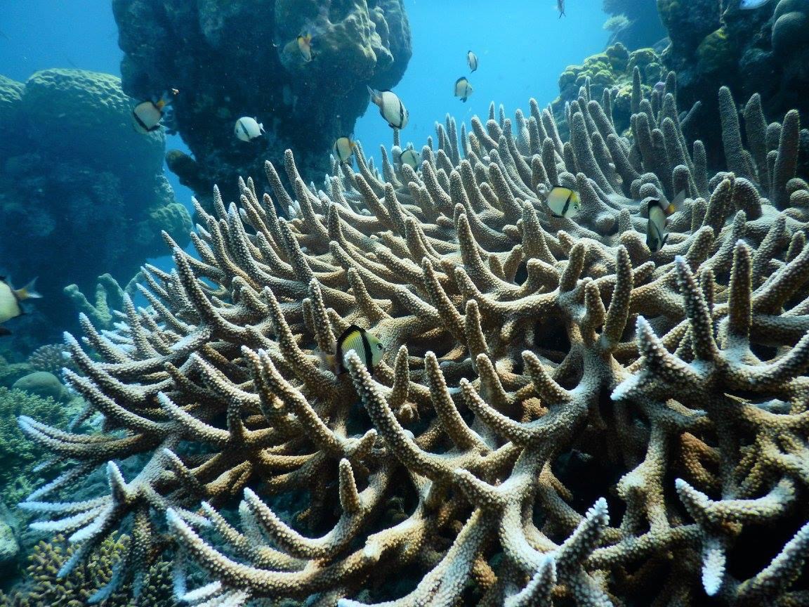 Scuba Diving at The Great Barrier Reef