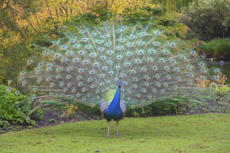 Peacock