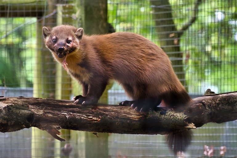 The Pine Marten finding its lunch strategically placed around the enclosure