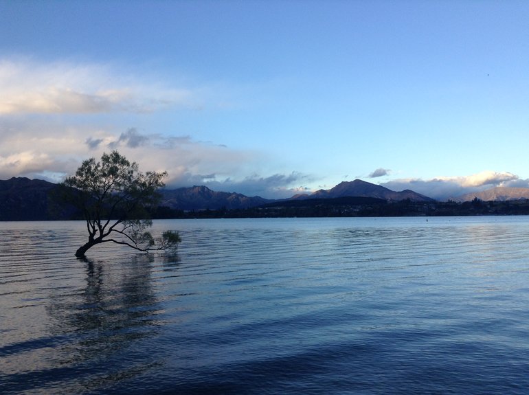 Wanaka's famous tree